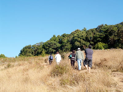nature, field, bush, trees thumbnail
