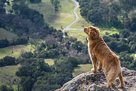adult dark golden retriever standing on rock over near tree thumbnail