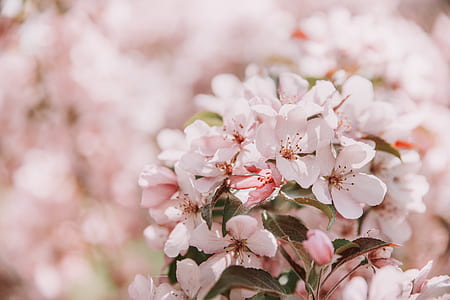 selective focus photography of pink petaled flower thumbnail