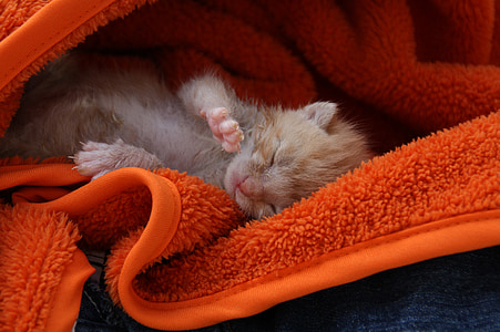 orange tabby kitten on orange bath towel thumbnail
