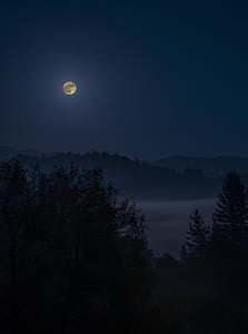 fogs and trees under full moon thumbnail