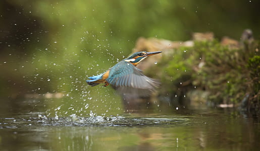 Photo of Common Kingfisher Flying Above River thumbnail