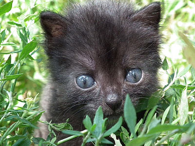 black kitten on green grass thumbnail