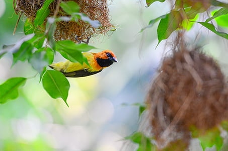 orange and yellow humming bird on green leaf thumbnail