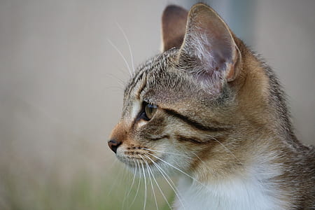 selective photo of brown tabby cat thumbnail