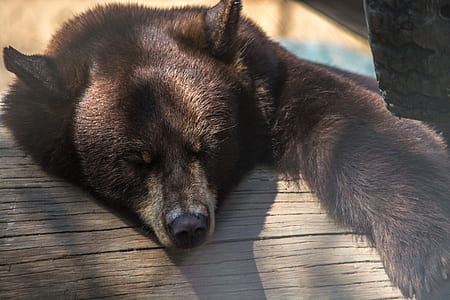Brown Bear on Wooden Board thumbnail