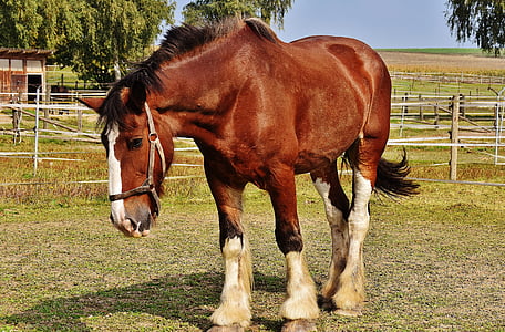 brown and white horse on green grass during daytime thumbnail