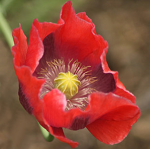 macro photography of red flower thumbnail