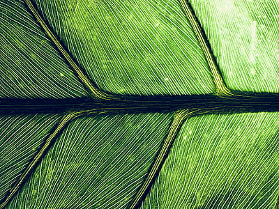 plant, leaf, stem, vein thumbnail