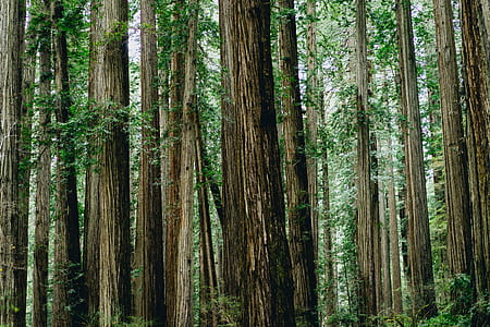 trees in the forest graphic wallpaper thumbnail