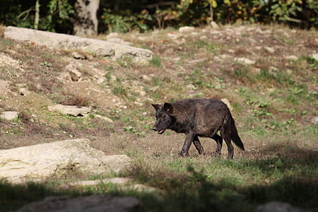 black wolfdog on grass field surrounded by trees thumbnail