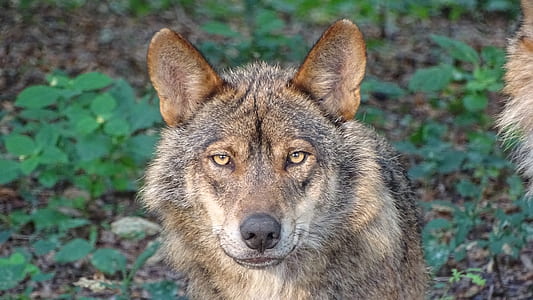 brown wolf near field of plants thumbnail