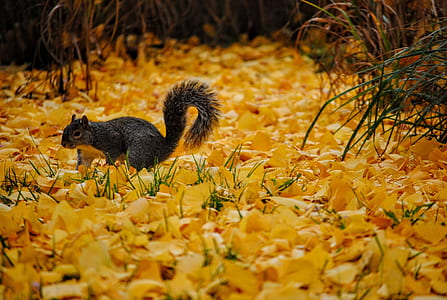 gray squirrel in shallow focus photography thumbnail