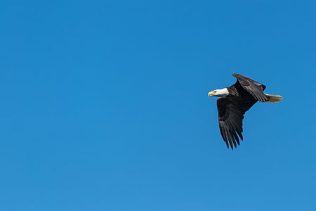 Bald Eagle Flying Under Blue Sky during Daytime thumbnail
