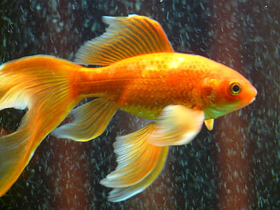 gold fish thumbnail
