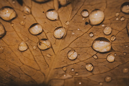 Water Dew On Leaf Macro Photography thumbnail