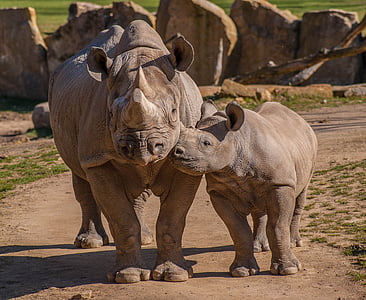 two gray rhinos during daytime thumbnail