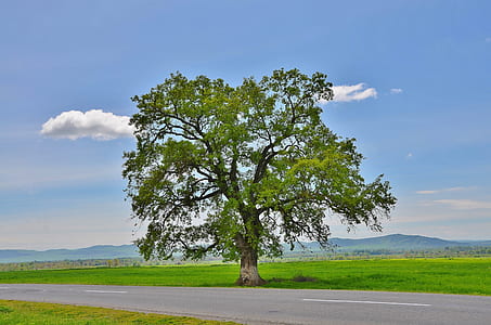 green leafed tree thumbnail
