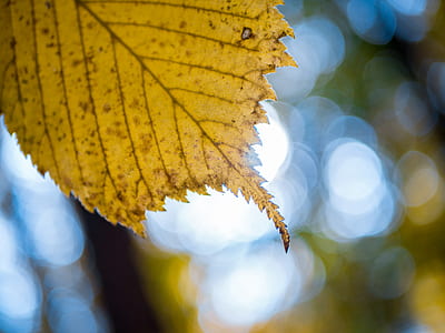 light, nature, leaf, blur thumbnail