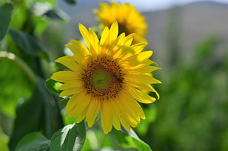shallow focus of yellow petaled flower thumbnail