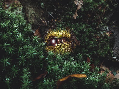 round green fruit on grass thumbnail