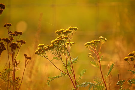 macro photography of yellow flowers thumbnail