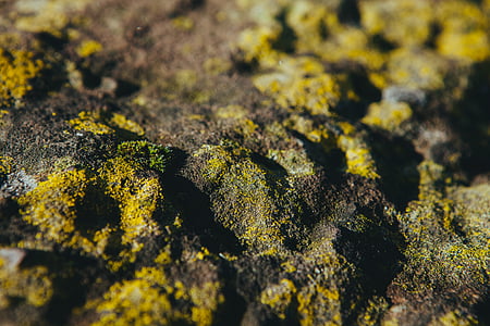 closeup, photo, brown, green, soil, moss thumbnail