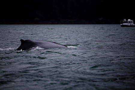 whale on water at daytime thumbnail