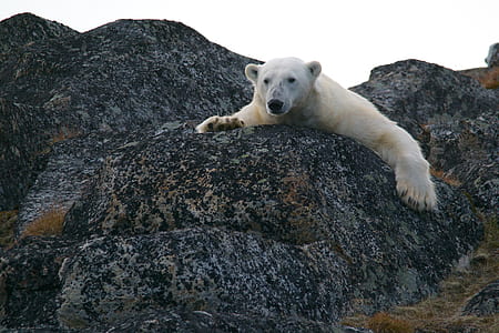 polar bear at the stone thumbnail