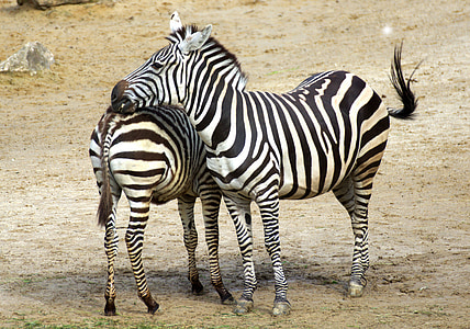two zebras standing on ground at daytime thumbnail
