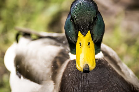 Selective Focus Photography of Mallard Duck thumbnail