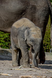 gray elephant thumbnail