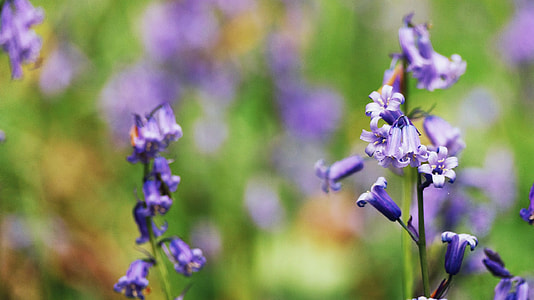 selective focus of purple cluster flowers thumbnail