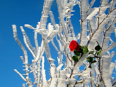 red rose on tree branch during daytime thumbnail