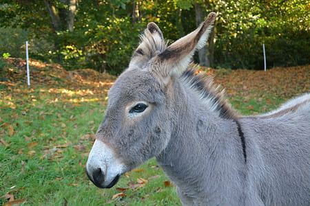 brown donkey thumbnail