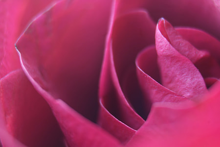 close-up photography of pink rose thumbnail