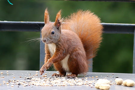 brown squirrel standing near nuts at daytime thumbnail