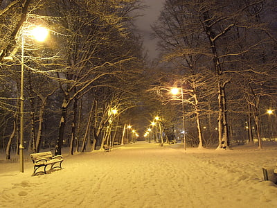 photo of pathway between trees during nighttime thumbnail