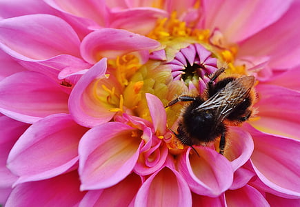 bumble bee perching on pink dahlia flower in close-up photography thumbnail