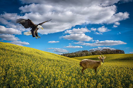 Eagle soaring on deer painting thumbnail
