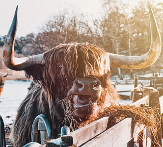 highland cattle eating grass at daytime thumbnail