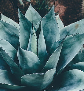 closeup photo of plant thumbnail