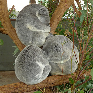 three gray Koalas on tree thumbnail