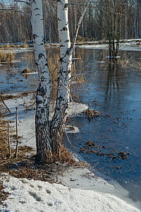 trees near body of water thumbnail