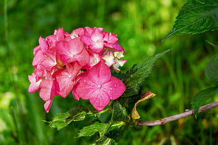 selective focus photography of pink petaled flowers thumbnail