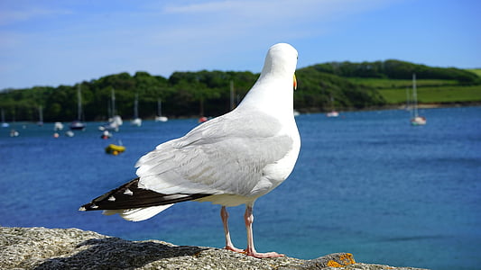 white and gray gull standing on gray concrete surface near sea at daytime thumbnail