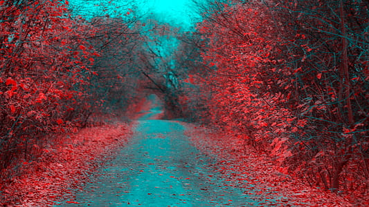 road between red trees during daytime thumbnail