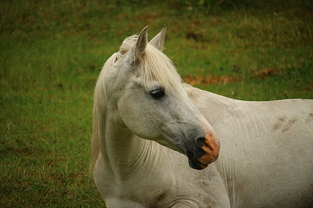 photo of white horse on grass field thumbnail