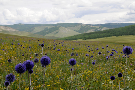 purple chive field at daytime thumbnail
