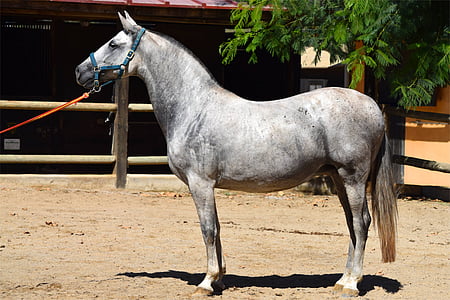 white and gray horse thumbnail